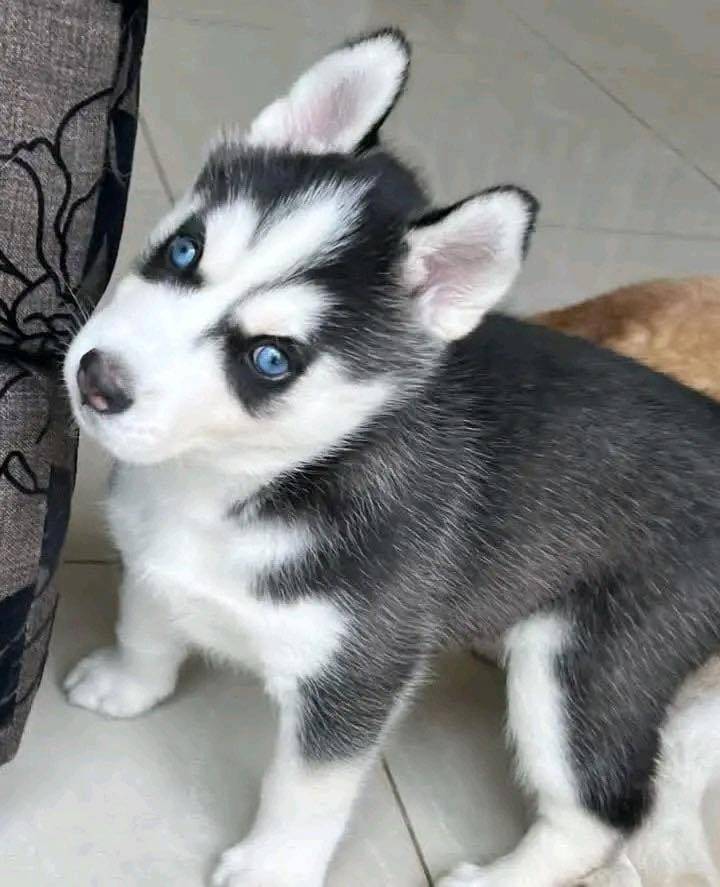Cachorros de Husky Siberiano en adopción.