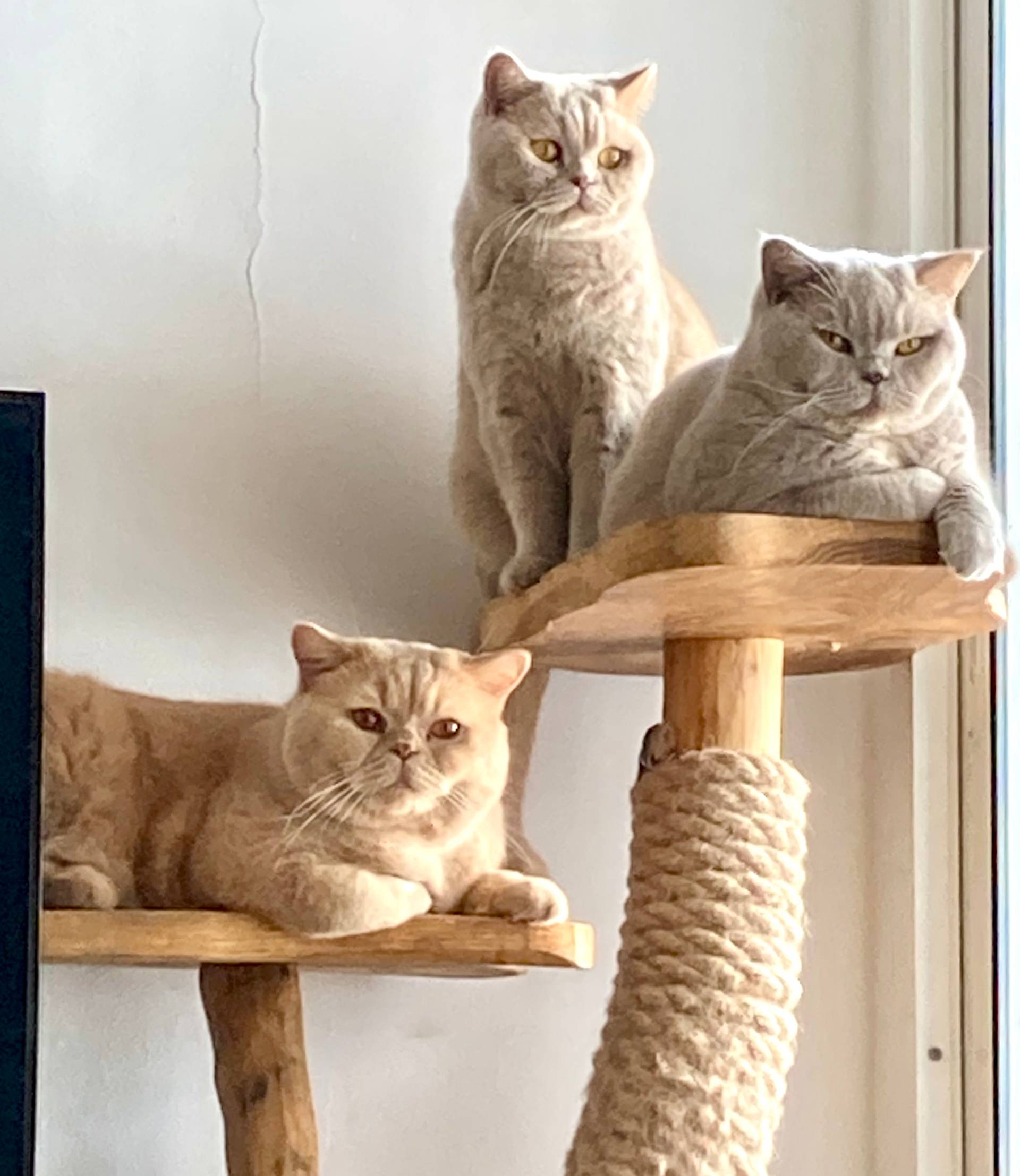 Sonny, Penny, Priscilla & Sasha