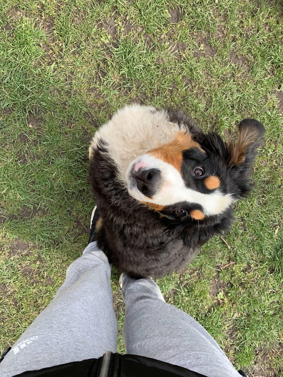 Exposición Internacional Canina de Madrid: Un Encuentro para Fomentar la Adopción